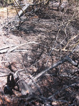 verbranntes Unterholz